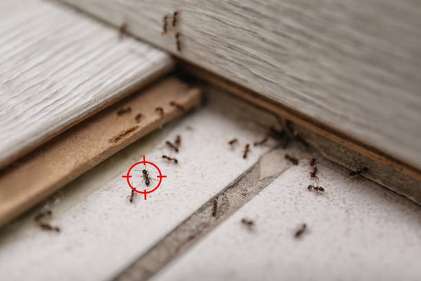 Best Bed Bug Extermination  in Paris, TX