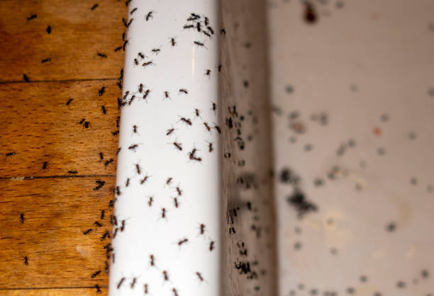 Best Pest Prevention Services  in Paris, TX